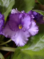 Centennial Thunder.webp