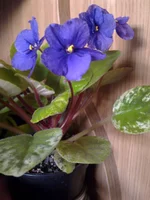 23-Река Иртыш.webp