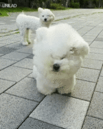 9c69abcd287fa176e634c5b0e9e698bbf17c2ebd.gif