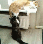 e3a62ecf0311e618a39.gif