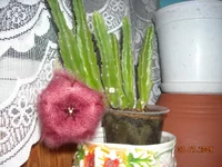 DSCN0515.webp