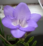 .webp