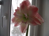  Афродита 005.webp