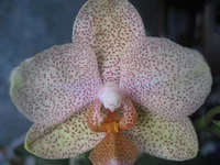 IMG_0411.webp