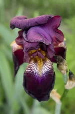 DSC00007-3.webp