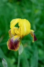 DSC00010-3.webp