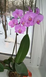 DSC02289.webp