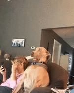 4f3e8a7fcad2a2dd8180d8a.gif
