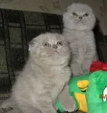 013девчушки вислоушки.JPG