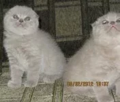 022девки.webp