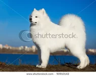 stock-photo-beautiful-samoyed-dog-puppy-portrait-90910142.webp