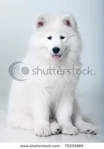 stock-photo-samoyed-dog-in-studio-on-a-white-background-75292885.webp