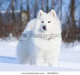 stock-photo-samoyed-dog-standing-outdoors-66492613.webp