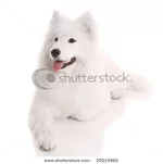 stock-photo-samoyed-s-dog-on-white-background-29215960.webp