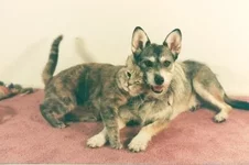 catdog.webp