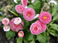 DSC00034-3.webp