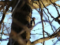 IMGP2802_1.webp