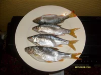 S6301383.webp