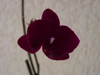  009.webp