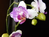  005.webp
