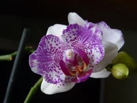  006.webp