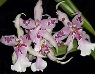 BEALLARA_PEGGY_RUTH_CARPENTER.webp