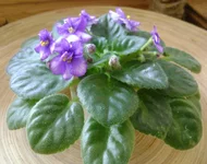 04-von's baby jay.webp