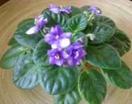 05-von's baby jay.webp