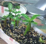 adenium.webp