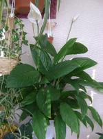 DSC02108.webp
