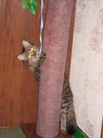 16.webp