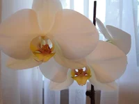 DSC05700.webp