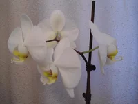 DSC05702.webp