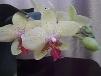 DSC05705.webp