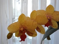 DSC05711.webp