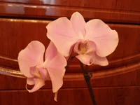DSC05721.webp