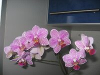 IMG_0167.jpg