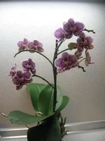 IMG_0190.webp