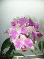 IMG_0201.webp