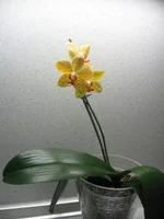 IMG_0206.webp