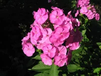 IMG_1945.webp