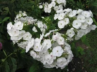 IMG_8357.webp