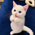 a9be8b76b8bedac7717a9.webp