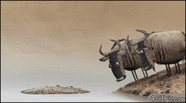 717af73d18a8ac812e476e2.gif