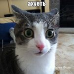 be584889fb8e2554a5c.jpg