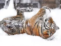 d08428d5c7dd565c5d8fff.webp