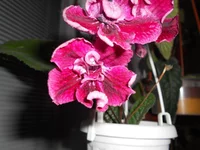 DSCN0326q.webp