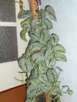 DSCN0366q.webp