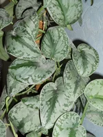 DSCN0367q.webp