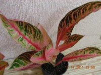 Pink Sumatha.JPG